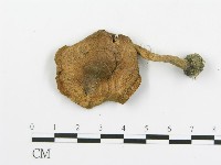 傘菌屬藏品圖，第3張