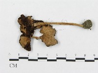 登錄號:F0014378藏品圖，第3張