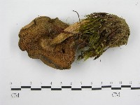 登錄號:F0014380藏品圖，第1張