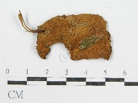 登錄號:F0014381藏品圖，第1張