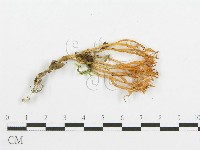 登錄號:F0014384藏品圖，第1張