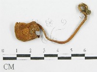 登錄號:F0014385藏品圖，第3張