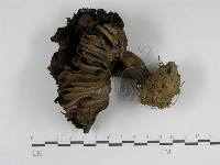 登錄號:F0014386藏品圖，第1張