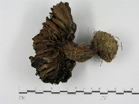 登錄號:F0014386藏品圖，第3張