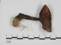 登錄號:F0014387藏品圖，第1張