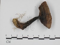 登錄號:F0014387藏品圖，第3張