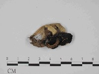 登錄號:F0014389藏品圖，第1張