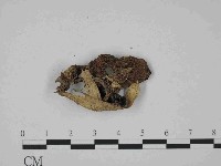 登錄號:F0014389藏品圖，第3張