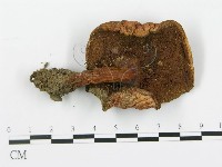 登錄號:F0014392藏品圖，第3張