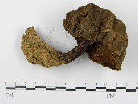登錄號:F0014393藏品圖，第1張