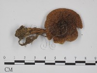 登錄號:F0014395藏品圖，第1張