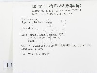 杯傘屬藏品圖，第2張