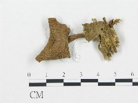 杯傘屬藏品圖，第1張