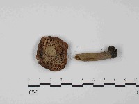 登錄號:F0014399藏品圖，第3張