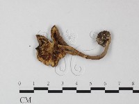 鵝膏屬藏品圖，第1張