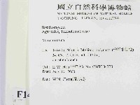 小皮傘屬藏品圖，第2張