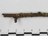 小皮傘屬藏品圖，第3張