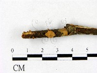 登錄號:F0014403藏品圖，第1張