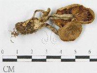 登錄號:F0014404藏品圖，第1張