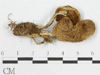 登錄號:F0014404藏品圖，第3張