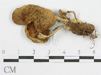 登錄號:F0014404藏品圖，第4張