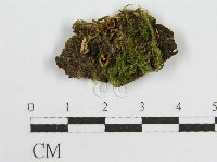 登錄號:F0014406藏品圖，第1張