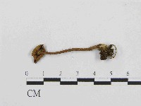 登錄號:F0014408藏品圖，第1張