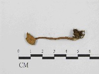 登錄號:F0014408藏品圖，第3張