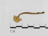 乳菇屬藏品圖，第3張