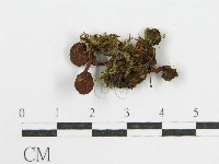 登錄號:F0014410藏品圖，第3張