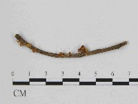 小皮傘屬藏品圖，第3張