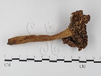 登錄號:F0014413藏品圖，第1張