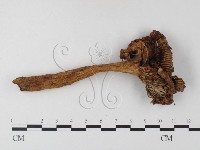 登錄號:F0014413藏品圖，第3張