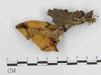 登錄號:F0014414藏品圖，第1張