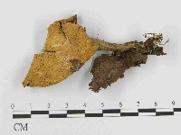 登錄號:F0014414藏品圖，第3張