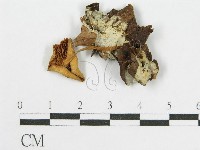 登錄號:F0014415藏品圖，第1張