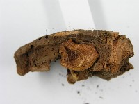 登錄號:F0014417藏品圖，第4張