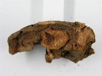 登錄號:F0014417藏品圖，第5張