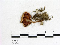 登錄號:F0014420藏品圖，第3張