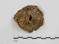 登錄號:F0014421藏品圖，第1張