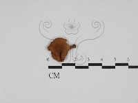 登錄號:F0014422藏品圖，第1張