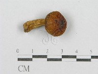 登錄號:F0014423藏品圖，第1張