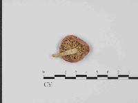登錄號:F0014424藏品圖，第3張