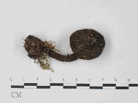 登錄號:F0014426藏品圖，第1張