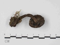 登錄號:F0014426藏品圖，第3張