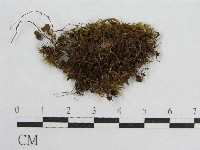 登錄號:F0014427藏品圖，第1張