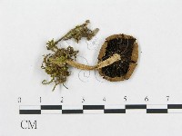 登錄號:F0014429藏品圖，第1張