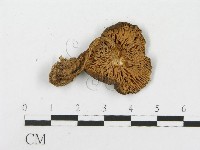 登錄號:F0014430藏品圖，第3張