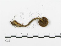 登錄號:F0014431藏品圖，第3張