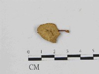 登錄號:F0014433藏品圖，第1張